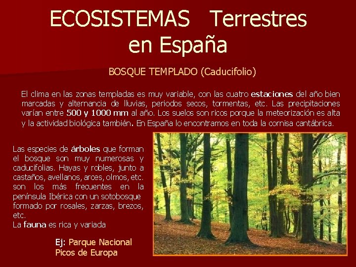 ECOSISTEMAS Terrestres en España BOSQUE TEMPLADO (Caducifolio) El clima en las zonas templadas es