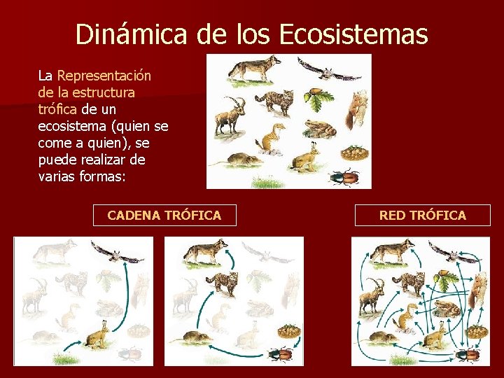 Dinámica de los Ecosistemas La Representación de la estructura trófica de un ecosistema (quien