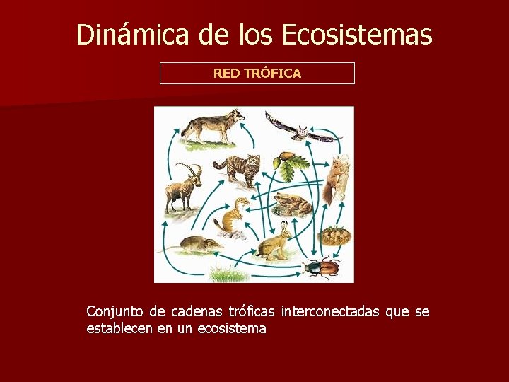 Dinámica de los Ecosistemas RED TRÓFICA Conjunto de cadenas tróficas interconectadas que se establecen