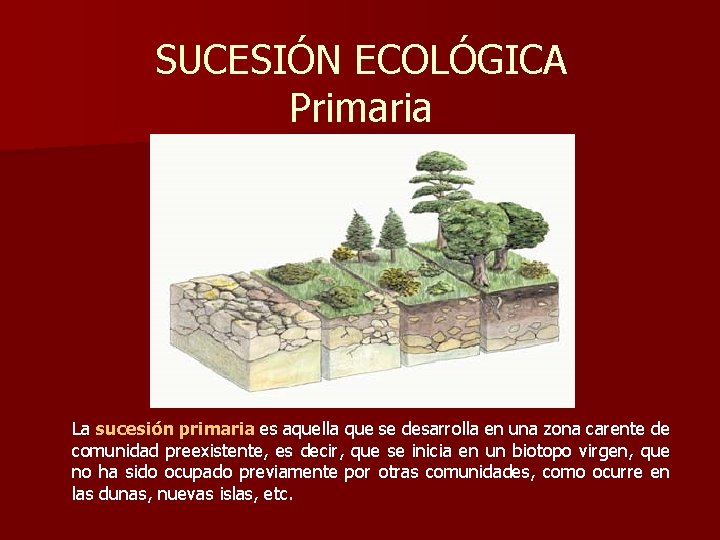 SUCESIÓN ECOLÓGICA Primaria La sucesión primaria es aquella que se desarrolla en una zona