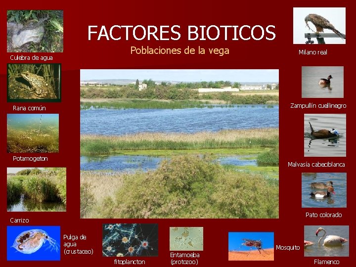 FACTORES BIOTICOS Poblaciones de la vega Culebra de agua Milano real Zampullín cuellinegro Rana