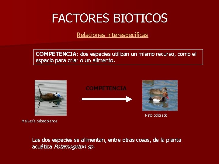 FACTORES BIOTICOS Relaciones interespecíficas COMPETENCIA: dos especies utilizan un mismo recurso, como el espacio