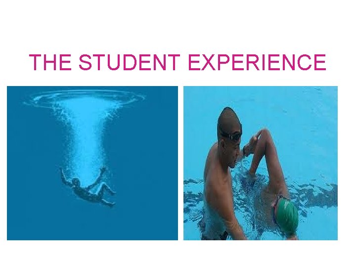 THE STUDENT EXPERIENCE 