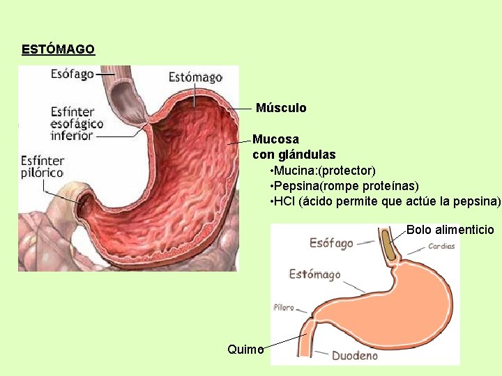 ESTÓMAGO Músculo Mucosa con glándulas • Mucina: (protector) • Pepsina(rompe proteínas) • HCl (ácido