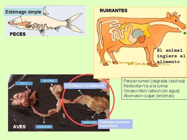 Estómago simple RUMIANTES PECES ESTÓMAGO GLANDULAR AVES Panza=rumen (degrada celulosa) Redecilla=Va a la rumia