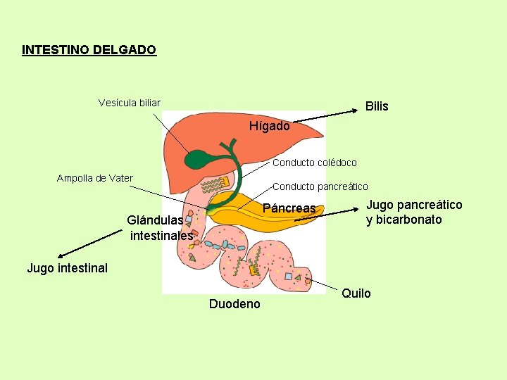 INTESTINO DELGADO Vesícula biliar Bilis Hígado Conducto colédoco Ampolla de Vater Conducto pancreático Páncreas