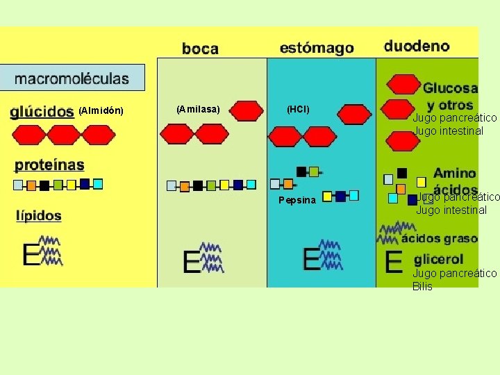(Almidón) (Amilasa) (HCl) Pepsina Jugo pancreático Jugo intestinal Jugo pancreático Bilis 