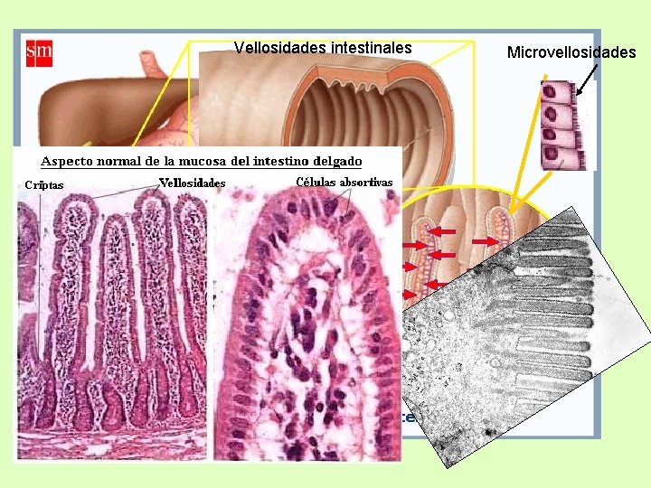 Vellosidades intestinales Microvellosidades 