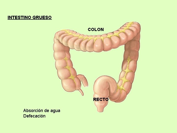 INTESTINO GRUESO COLON RECTO Absorción de agua Defecación 