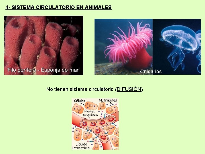 4 - SISTEMA CIRCULATORIO EN ANIMALES Cnidarios No tienen sistema circulatorio (DIFUSIÓN) 