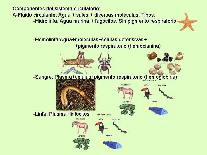 Componentes del sistema circulatorio: A-Fluido circulante: Agua + sales + diversas moléculas. Tipos: -Hidrolinfa: