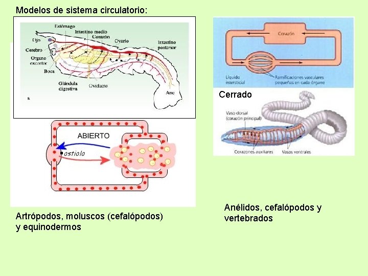 Modelos de sistema circulatorio: Cerrado Artrópodos, moluscos (cefalópodos) y equinodermos Anélidos, cefalópodos y vertebrados