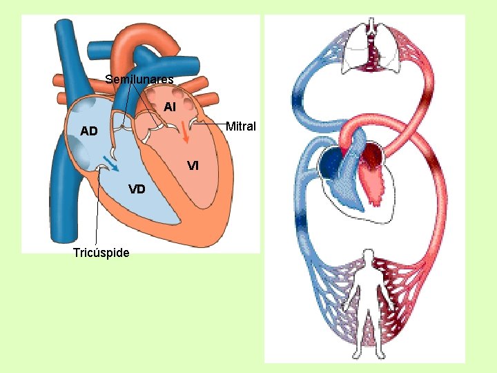 Semilunares AI Mitral AD VI VD Tricúspide 