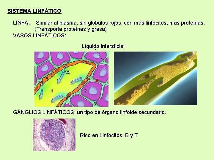 SISTEMA LINFÁTICO LINFA: Similar al plasma, sin glóbulos rojos, con más linfocitos, más proteínas.