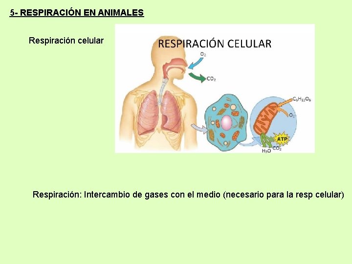 5 - RESPIRACIÓN EN ANIMALES Respiración celular Respiración: Intercambio de gases con el medio