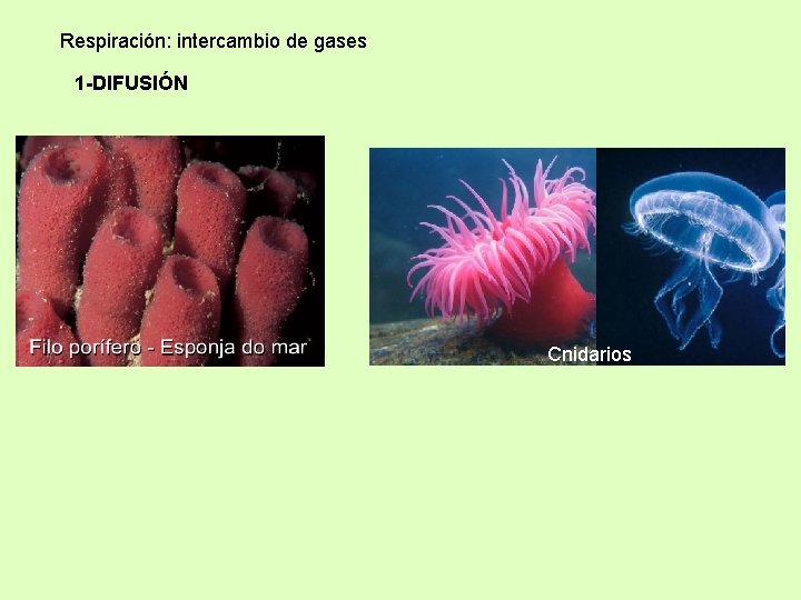 Respiración: intercambio de gases 1 -DIFUSIÓN Cnidarios 