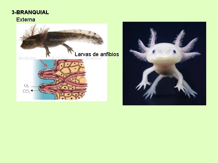 3 -BRANQUIAL Externa Larvas de anfibios 
