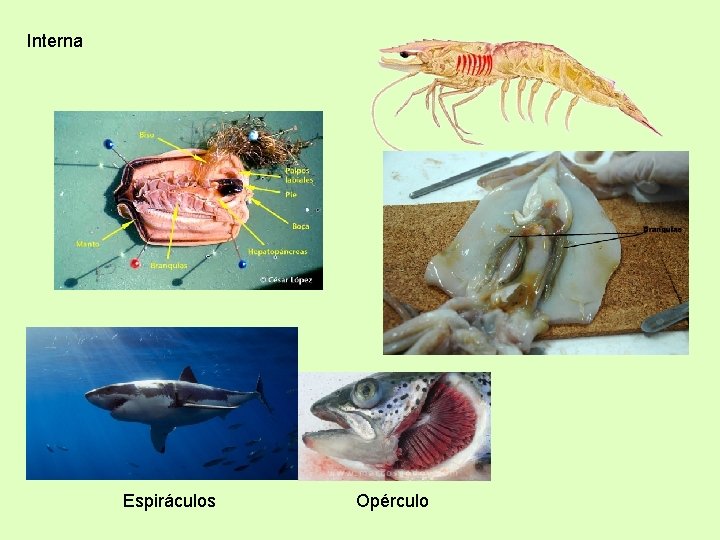 Interna Espiráculos Opérculo 