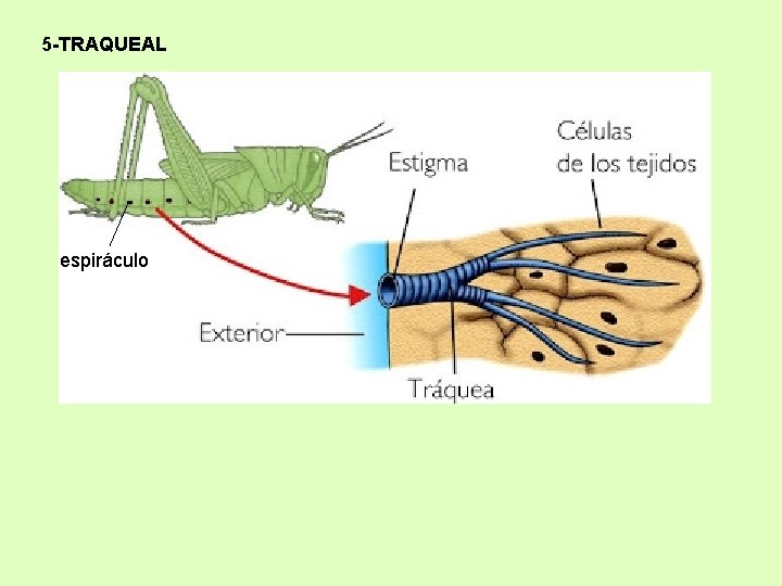 5 -TRAQUEAL espiráculo 