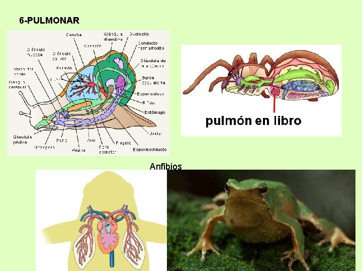 6 -PULMONAR Anfibios 
