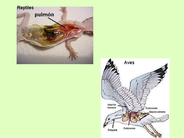 Reptiles Aves 