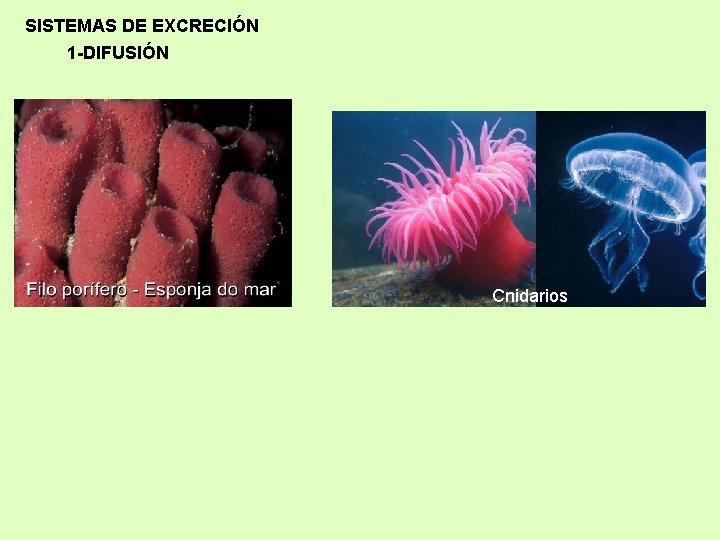SISTEMAS DE EXCRECIÓN 1 -DIFUSIÓN Cnidarios 