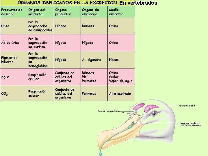 En vertebrados 