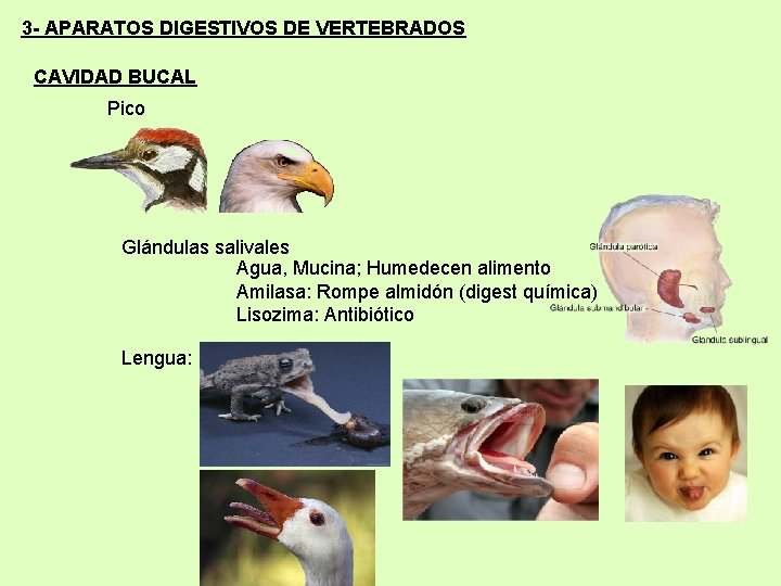 3 - APARATOS DIGESTIVOS DE VERTEBRADOS CAVIDAD BUCAL Pico Glándulas salivales Agua, Mucina; Humedecen