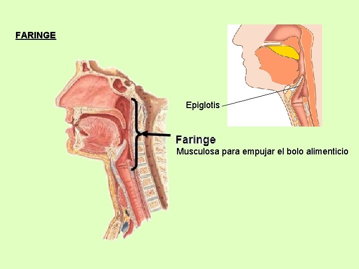 FARINGE Epiglotis Musculosa para empujar el bolo alimenticio 