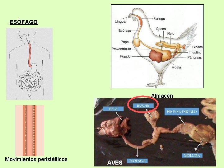 ESÓFAGO Almacén Movimientos peristálticos AVES 