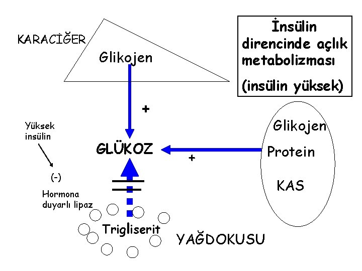 KARACİĞER İnsülin direncinde açlık metabolizması Glikojen (insülin yüksek) + Yüksek insülin GLÜKOZ Glikojen +