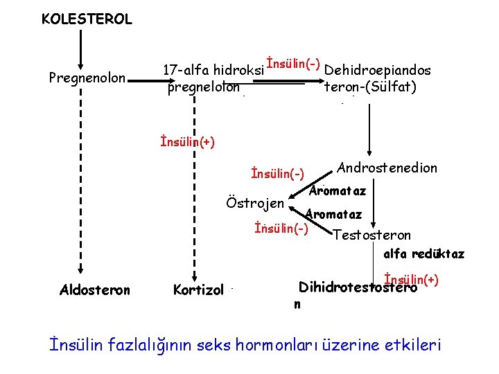 KOLESTEROL Pregnenolon 17 -alfa hidroksi İnsülin(-) Dehidroepiandos pregnelolon teron-(Sülfat) - İnsülin(+) İnsülin(-) Androstenedion Aromataz