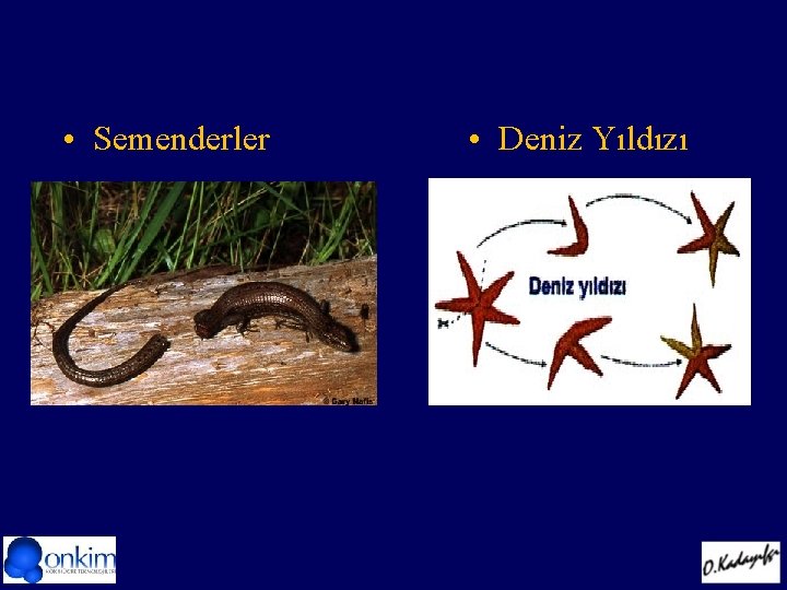  • Semenderler • Deniz Yıldızı 