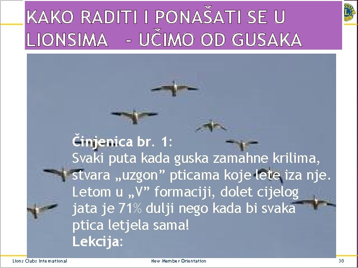 KAKO RADITI I PONAŠATI SE U LIONSIMA - UČIMO OD GUSAKA Činjenica br. 1: