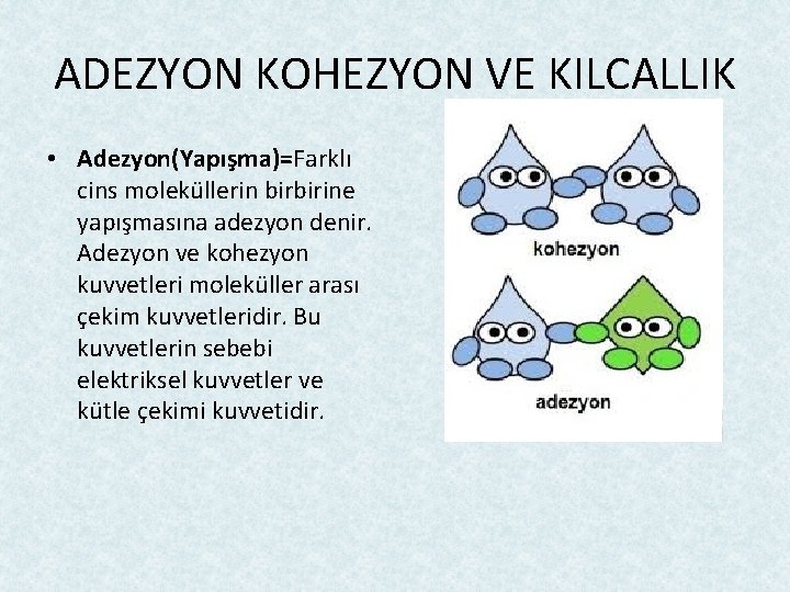 ADEZYON KOHEZYON VE KILCALLIK • Adezyon(Yapışma)=Farklı cins moleküllerin birbirine yapışmasına adezyon denir. Adezyon ve