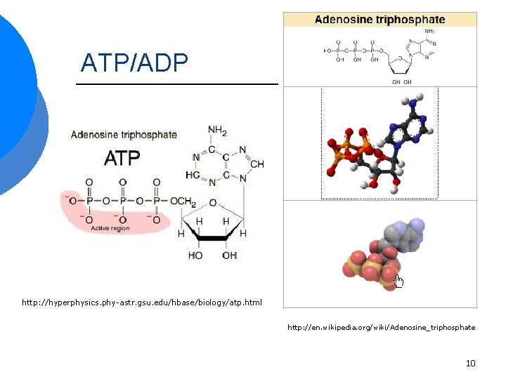 ATP/ADP http: //hyperphysics. phy-astr. gsu. edu/hbase/biology/atp. html http: //en. wikipedia. org/wiki/Adenosine_triphosphate 10 