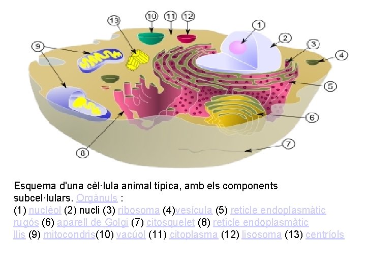 Esquema d'una cèl·lula animal típica, amb els components subcel·lulars. Orgànuls : (1) nuclèol (2)