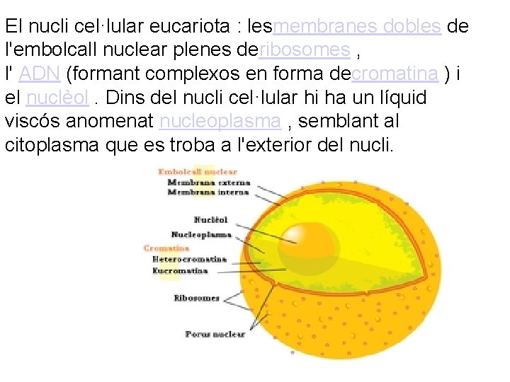 El nucli cel·lular eucariota : lesmembranes dobles de l'embolcall nuclear plenes deribosomes , l'