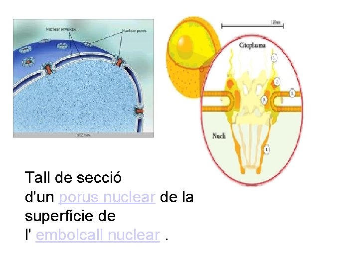 Tall de secció d'un porus nuclear de la superfície de l' embolcall nuclear. 