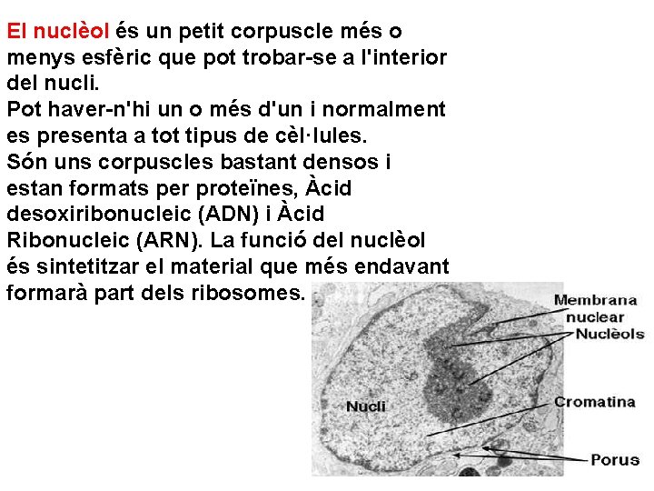 El nuclèol és un petit corpuscle més o menys esfèric que pot trobar-se a
