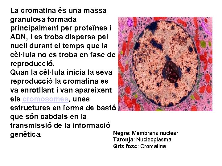 La cromatina és una massa granulosa formada principalment per proteïnes i ADN, i es