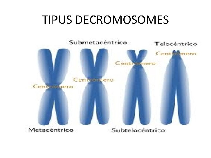 TIPUS DECROMOSOMES 