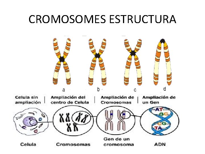CROMOSOMES ESTRUCTURA 