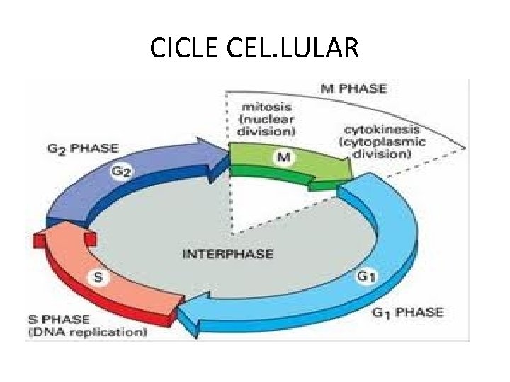 CICLE CEL. LULAR 