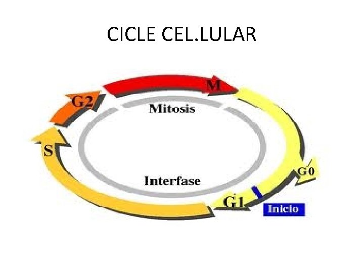 CICLE CEL. LULAR 