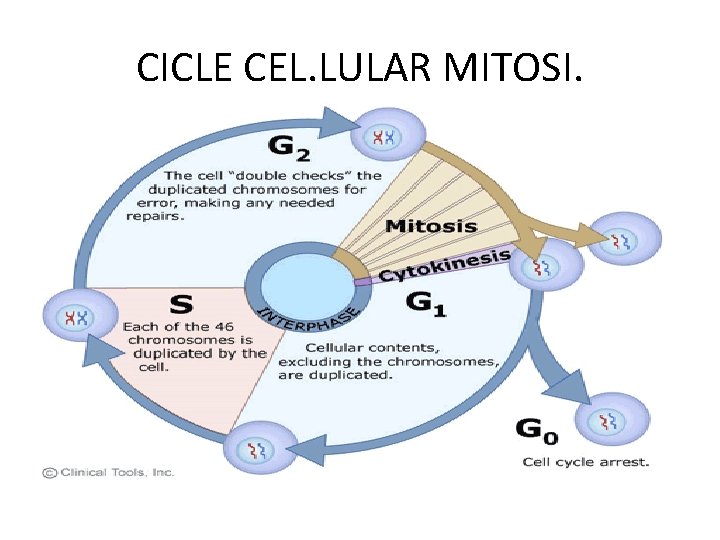 CICLE CEL. LULAR MITOSI. 
