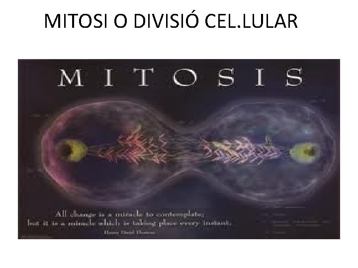 MITOSI O DIVISIÓ CEL. LULAR Click to add text 