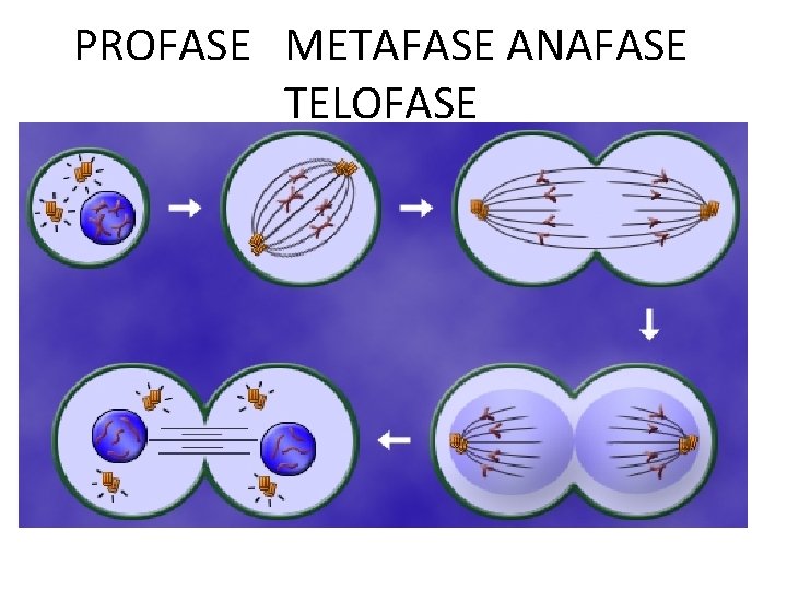 PROFASE METAFASE ANAFASE TELOFASE 
