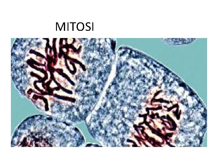 MITOSI 