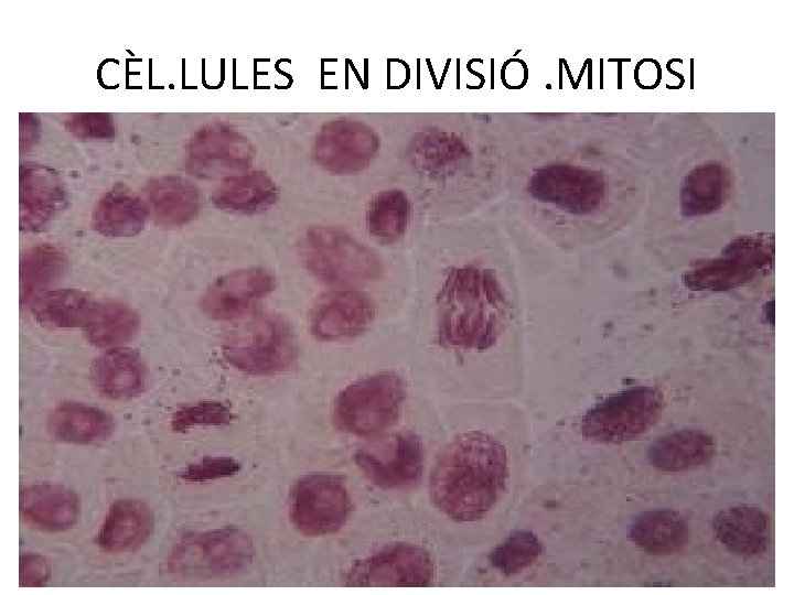 CÈL. LULES EN DIVISIÓ. MITOSI 